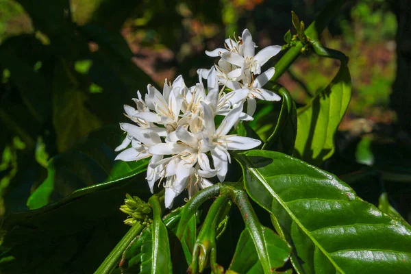 Bloemen Vruchten Van Koffieboom Plantages Van Vietnam — Stockfoto