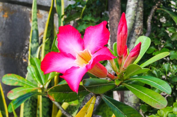 Adenium Jalá Flor Muy Hermosa Delicada —  Fotos de Stock