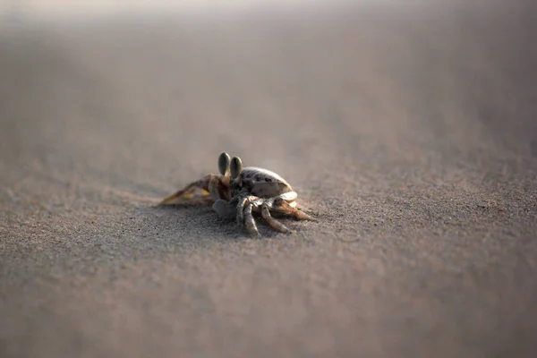 Μικρό Καβούρι Στην Άμμο Μιας Παραλίας Του Ωκεανού — Φωτογραφία Αρχείου
