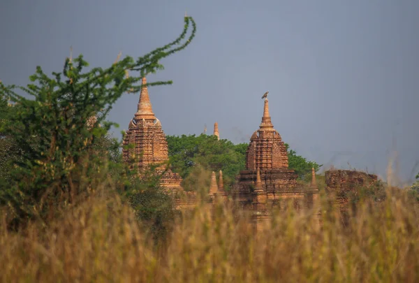 Myanmar Bir Pagoda Üzerinde Antik Bir Salağın Tepesinde Oturan Bir — Stok fotoğraf