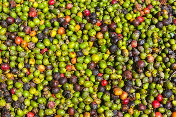 Tekstur Kaffebønner Som Tørker Plantasjer Vietnam – stockfoto