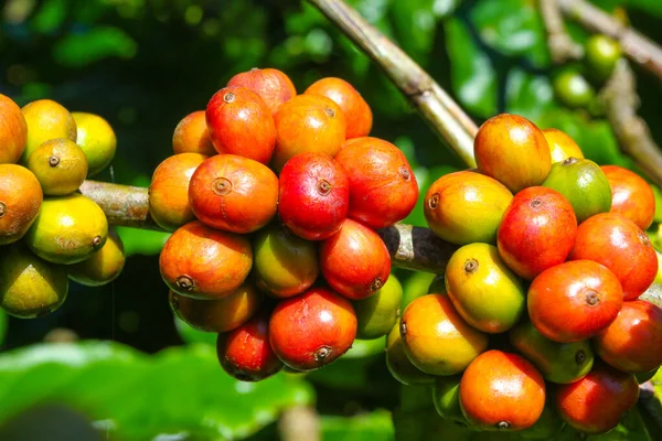 Ripe Fruit Coffee Plantations Vietnamese Province — 스톡 사진