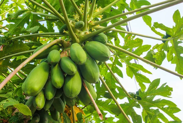 Asya bahçesinde bereketli papaya ağacı