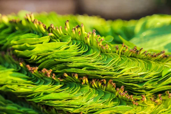 Çarşıda tüketilmeye hazır betel yaprakları.