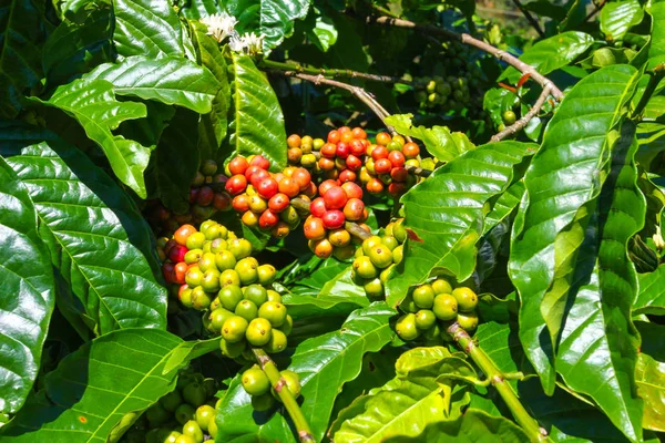 Ripe Fruit Coffee Plantations Vietnamese Province — 스톡 사진