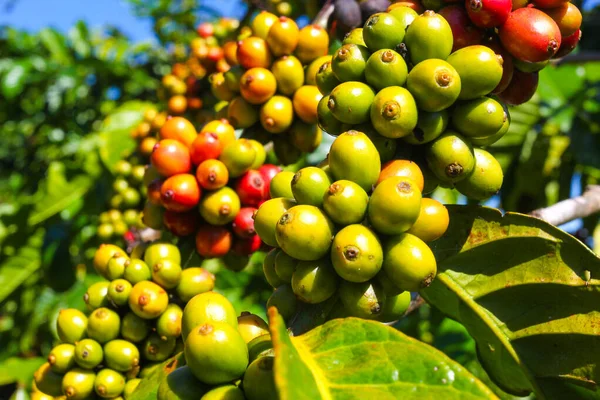Ripe Fruit Coffee Plantations Vietnamese Province — 스톡 사진