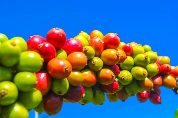 Ripe Fruit Coffee Plantations Vietnamese Province — 스톡 사진