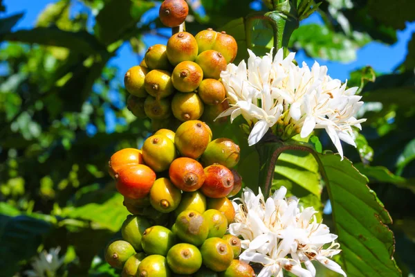 Flowers Fruit Coffee Tree Plantations Vietnam — 스톡 사진