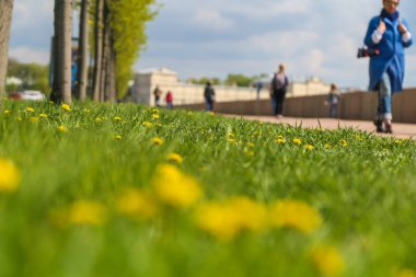 St. Petersburg seti üzerinde bahar çiçekleri