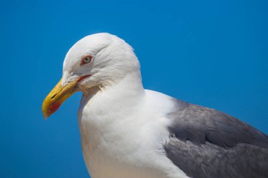 Ringa balığı portresi - Larus Cachinnans