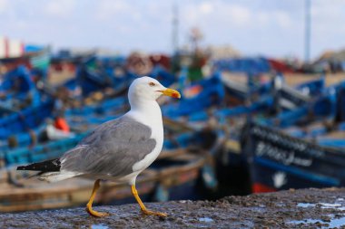 Bir ortaçağ kalesi çerçevede liman martı