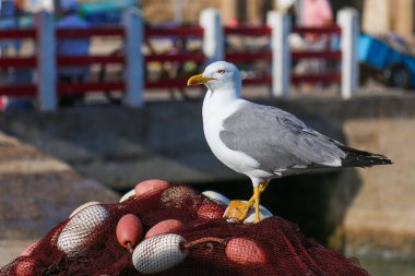 Bir ortaçağ kalesi çerçevede liman martı