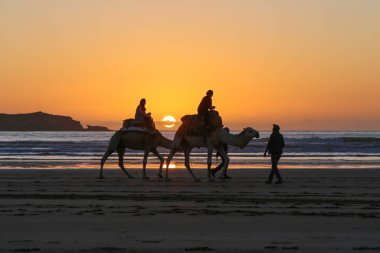 Sahilde develer, alçak gelgitte, günbatımında...