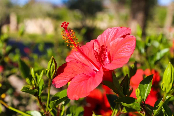 Hibiscus blomma eller hawaiian blomma — Stockfoto