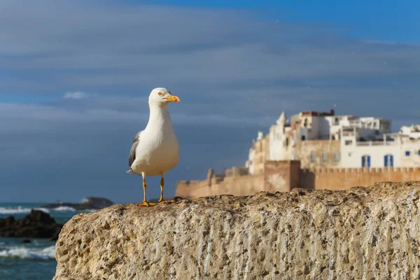 Gabbiano nel porto sullo sfondo di una fortezza medievale — Foto Stock