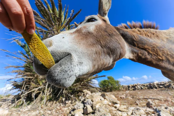 Close-up of donkey feeding — 스톡 사진