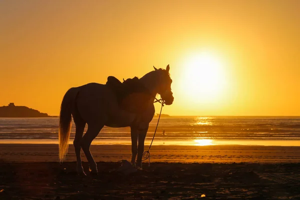 Silhouette of a horse on a sandy beach at sunset — 스톡 사진
