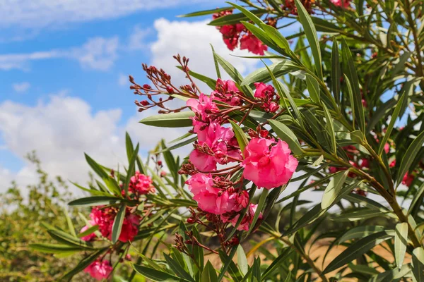 Ljusa blommor i en oas mot den blå himlen — Stockfoto