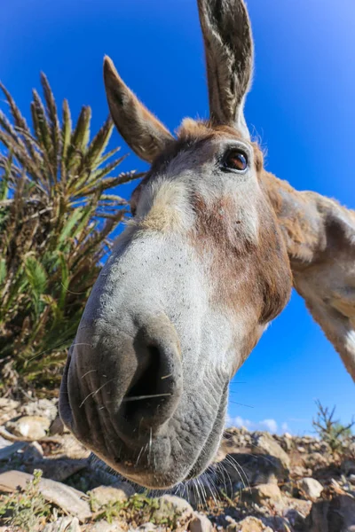 Eselskopf in Großaufnahme — Stockfoto