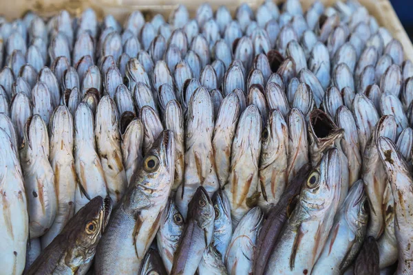 Prachtig geplaatst in de gelederen van sardines in het Marokkaanse merk — Stockfoto