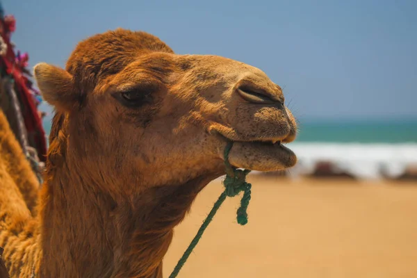 Camel close-up on the beach — 스톡 사진