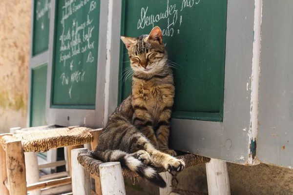 Sandalyedeki şık kedi