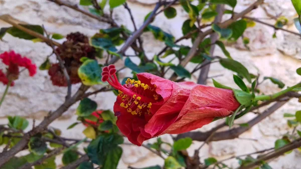 Primo Piano Fiore Colore Che Cresce Giardino All Aperto — Foto Stock