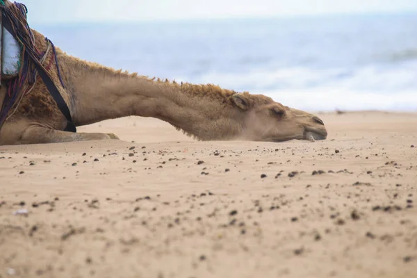 骆驼在海滩上休息 — 图库照片
