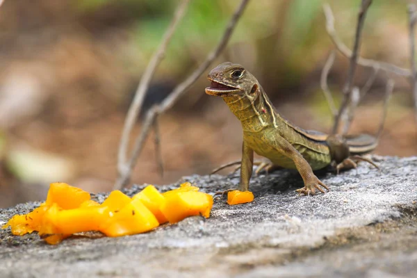 Ящірка їсть манго на чорному камені — стокове фото