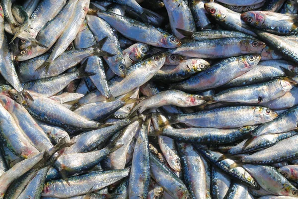 Een stelletje sardines op de vismarkt in de haven van Essaoui — Stockfoto