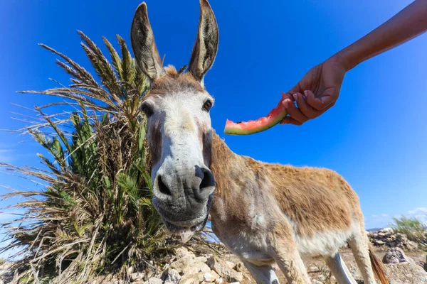 Close-up of donkey feeding — 스톡 사진