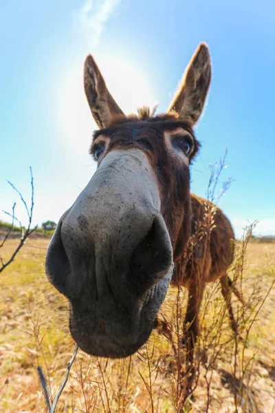 Donkey head close-up — 스톡 사진