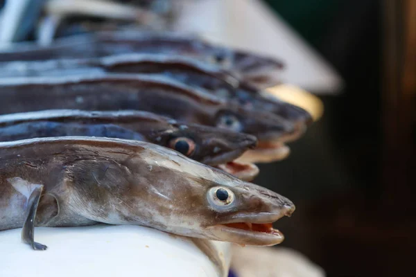 Ikan aneh di pasar ikan — Stok Foto