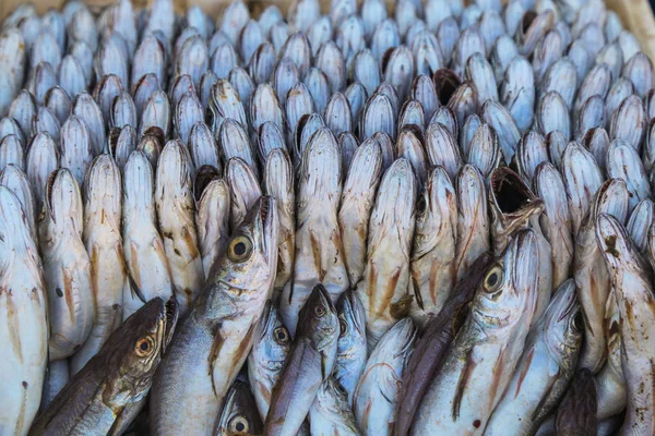 Prachtig geplaatst in de gelederen van sardines in het Marokkaanse merk — Stockfoto