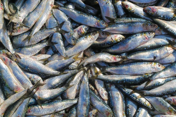 Een stelletje sardines op de vismarkt in de haven van Essaoui — Stockfoto