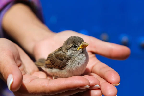 A girl holds a young sparrow in her hands — Stock Photo, Image