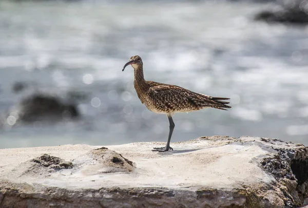 Curlew Vietnamita Numenius Trova Sulla Barriera Corallina Sulla Costa Dell — Foto Stock