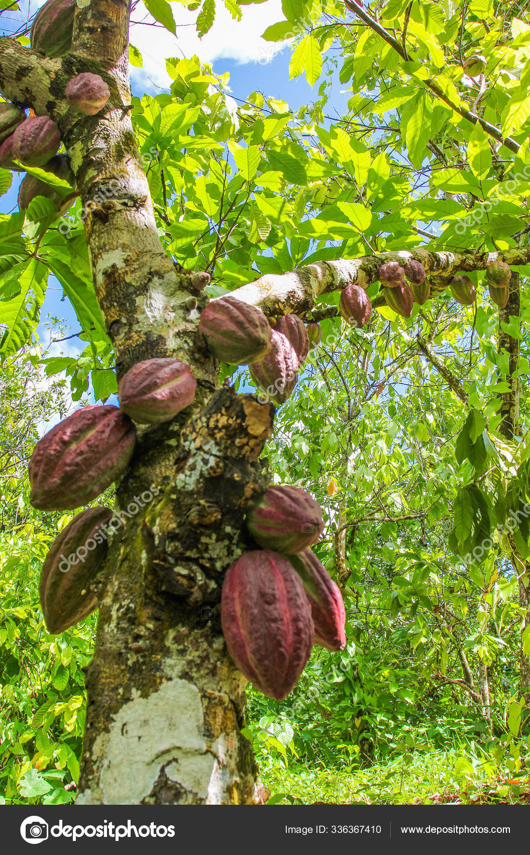 Ripe Fruits Cacao Tree Tropical Farm Stock Photo by ©one100yandex.ru 336367410