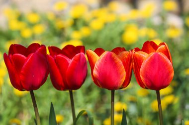 Güneşli bir günde baharda çayırda kırmızı laleler