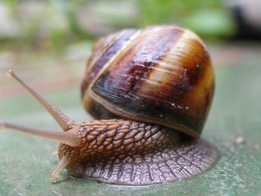 Islak masada sürünen bahar salyangozu.