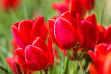 Baharda, güneşli bir günde kırmızı laleler