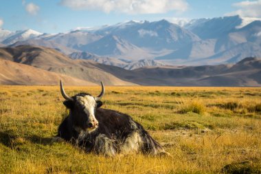 Pamir Dağları 'ndaki çayırlarda vahşi bir öküz.