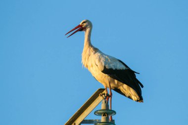 İspanyol bölgesindeki bir direkte oturan gölgenin gölgesi