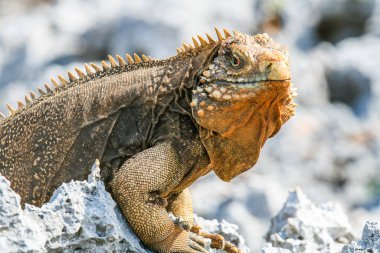 Resifteki Küba iguanası