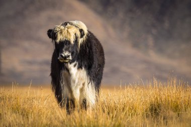 Pamir Dağları 'ndaki çayırlarda vahşi bir öküz.