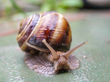 Islak masada sürünen bahar salyangozu.