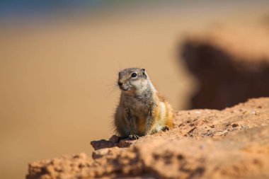Kürklü Fas yer sincabı okyanusun yakınındaki kayalık bir kıyıya yaklaşıyor.