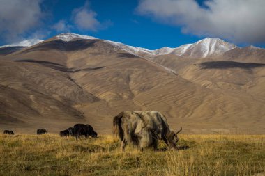 Pamir Dağları 'ndaki çayırlarda vahşi bir öküz.