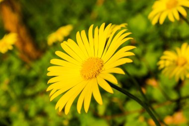 Ormanda ilkbahar sarı çiçekleri