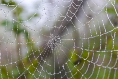 Kırım bahar ormanlarında çiğ damlaları olan örümcek ağı